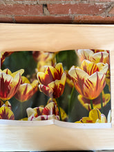 Load image into Gallery viewer, Tulips: Beautiful Varieties for Home + Garden