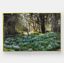 Load image into Gallery viewer, Year in Bloom: Flowering Bulbs for Every Season