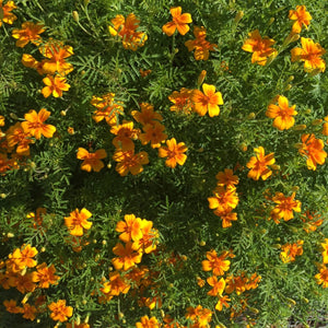 Edible Flowers Gardening Kit