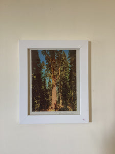 General Sherman Tree Vintage Print