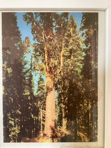 General Sherman Tree Vintage Print