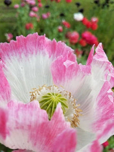 Amphora Poppy Seeds