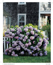 Load image into Gallery viewer, The Martha Way
